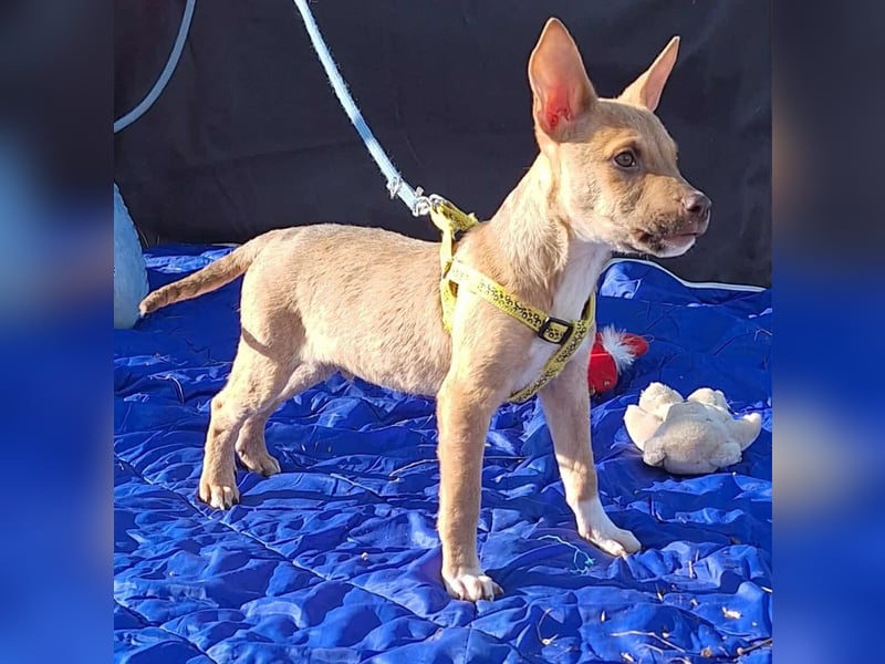 Der liebe, sanfte Robin sucht ein Zuhause !