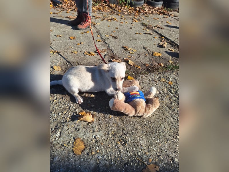 Der liebe Milo würde gerne ihr Begleiter werden !