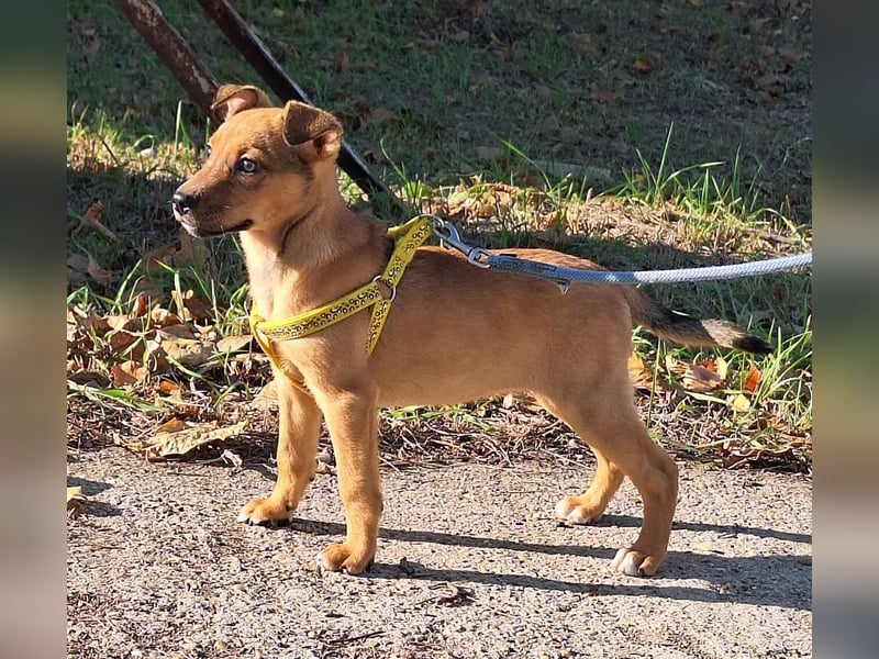 Linett ist liebm fröhlich und neugierig ! Linett ist liebm fröhlich und neugierig !