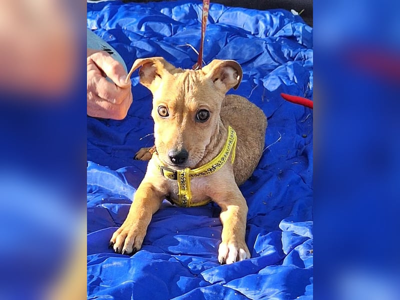 Die liebe, fröhliche Gita sucht ein Zuhause ! Die liebe, fröhliche Gita sucht ein Zuhause !