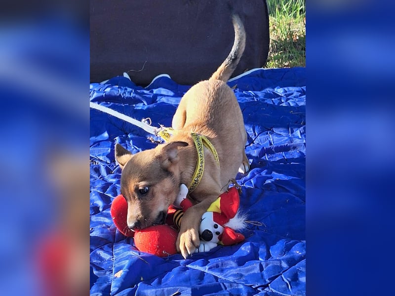 Linett ist liebm fröhlich und neugierig ! Linett ist liebm fröhlich und neugierig !