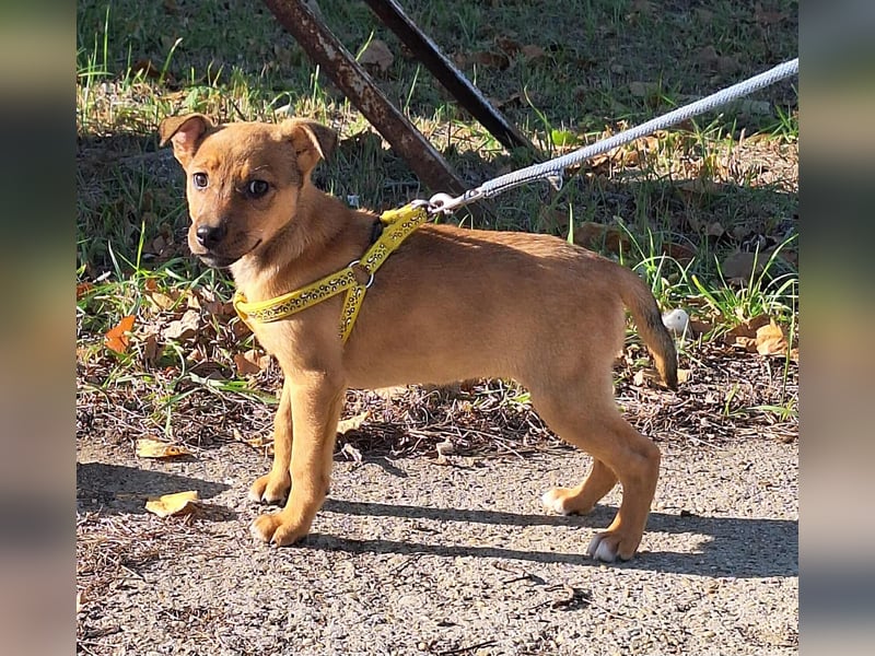 Linett ist liebm fröhlich und neugierig ! Linett ist liebm fröhlich und neugierig !