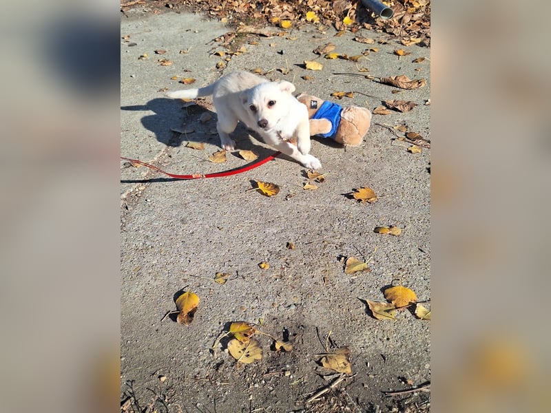 Der liebe Milo würde gerne ihr Begleiter werden !