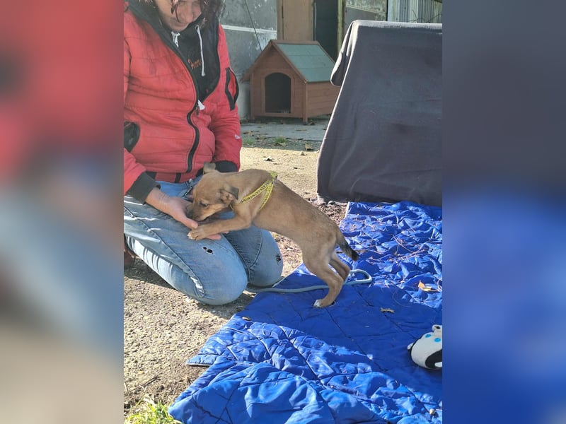 Linett ist liebm fröhlich und neugierig ! Linett ist liebm fröhlich und neugierig !