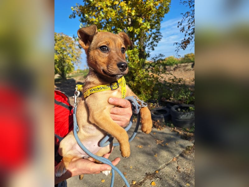 Linett ist liebm fröhlich und neugierig ! Linett ist liebm fröhlich und neugierig !