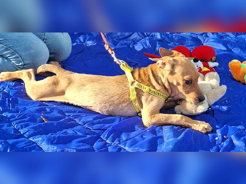 Die liebe, fröhliche Gita sucht ein Zuhause ! Die liebe, fröhliche Gita sucht ein Zuhause !