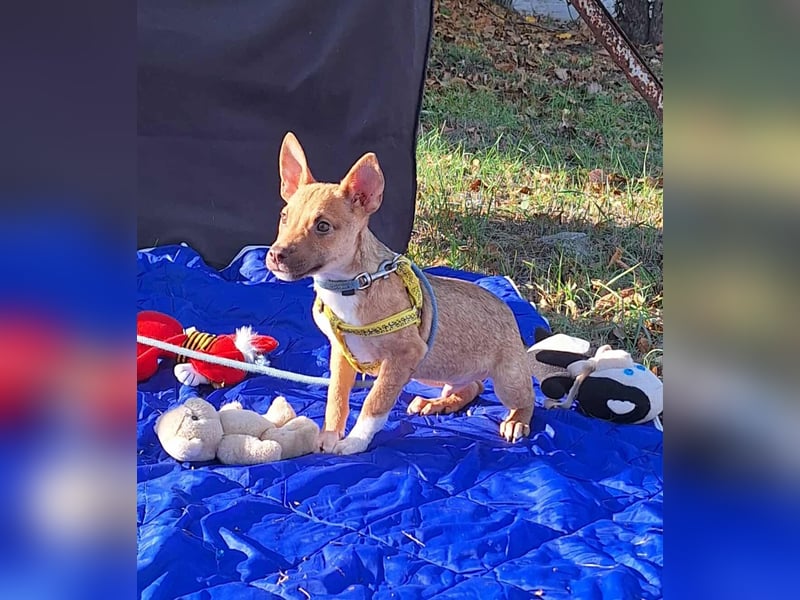 Der liebe, sanfte Robin sucht ein Zuhause !