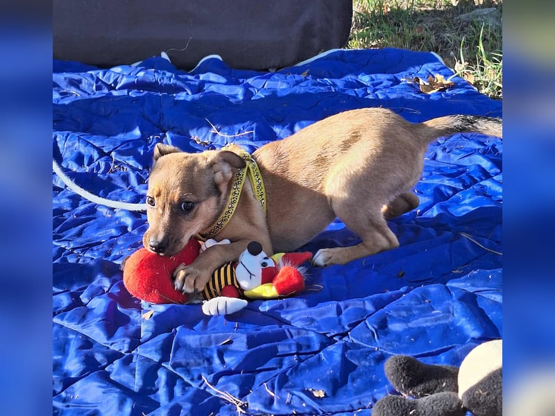 Linett ist liebm fröhlich und neugierig ! Linett ist liebm fröhlich und neugierig !