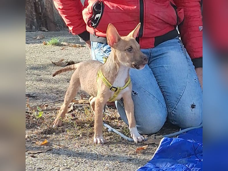Der liebe, sanfte Robin sucht ein Zuhause !