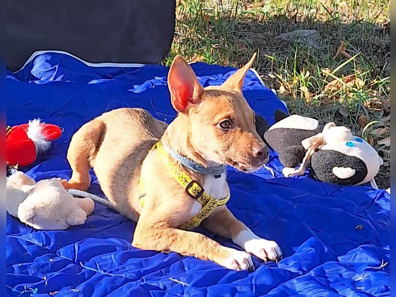 Der liebe, sanfte Robin sucht ein Zuhause !