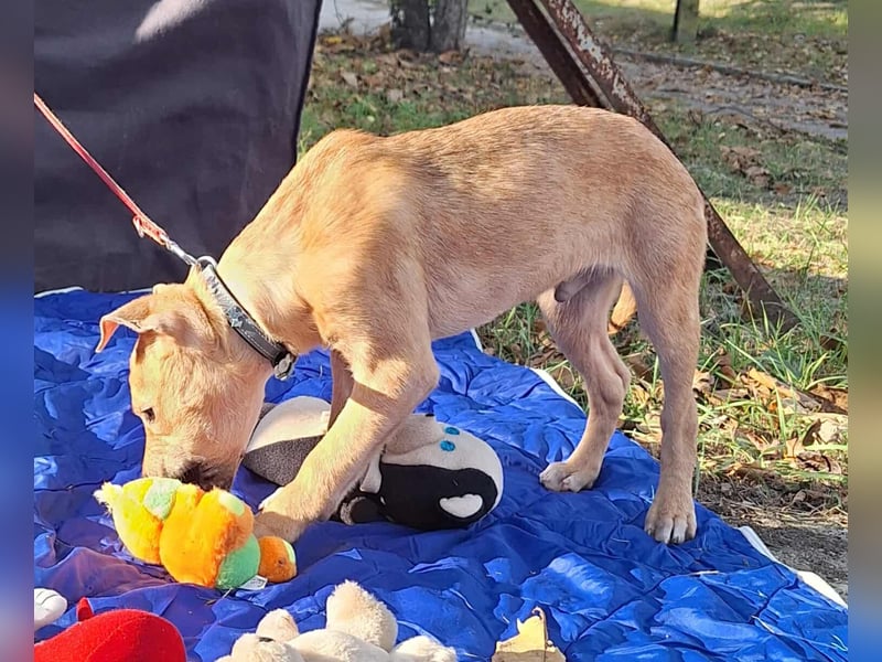 Der aktive, liebe Momoa sucht ein Zuhause ! Der aktive, liebe Momoa sucht ein Zuhause !