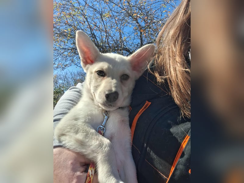 Der liebe Milo würde gerne ihr Begleiter werden !