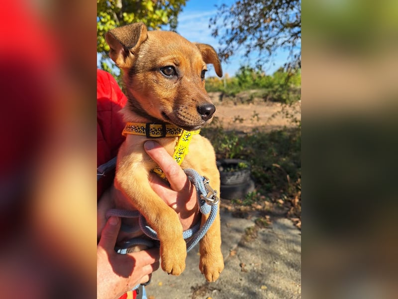 Linett ist liebm fröhlich und neugierig ! Linett ist liebm fröhlich und neugierig !