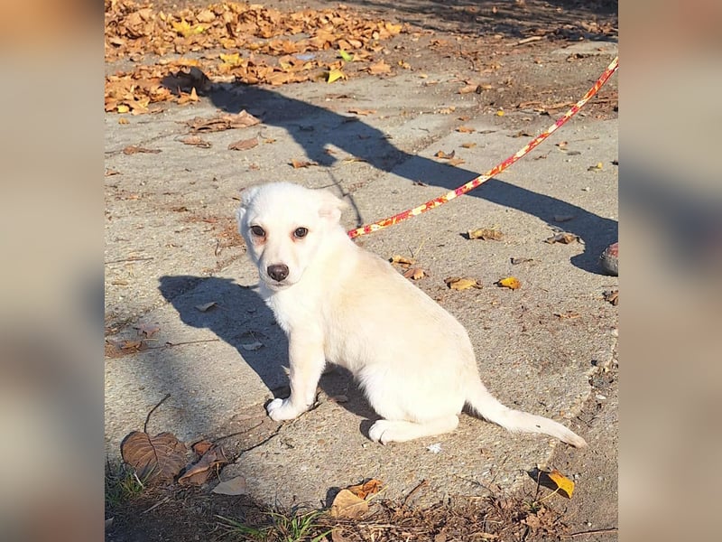Der liebe Milo würde gerne ihr Begleiter werden !