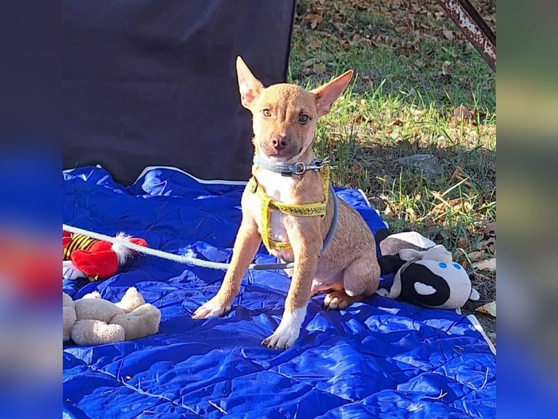 Der liebe, sanfte Robin sucht ein Zuhause !