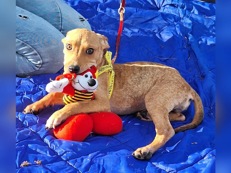 Die liebe, fröhliche Gita sucht ein Zuhause ! Die liebe, fröhliche Gita sucht ein Zuhause !