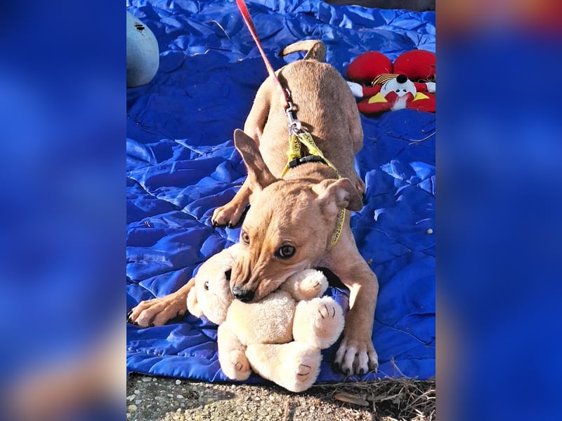 Die liebe, fröhliche Gita sucht ein Zuhause ! Die liebe, fröhliche Gita sucht ein Zuhause !