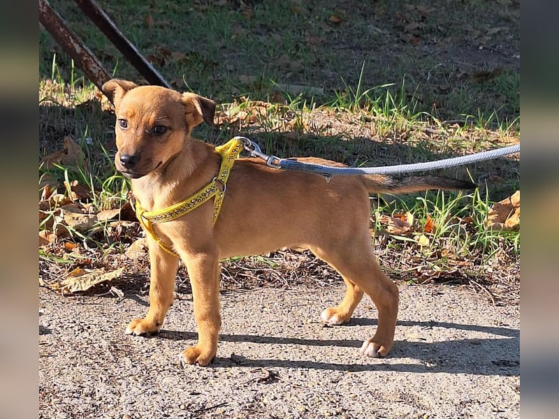 Linett ist liebm fröhlich und neugierig ! Linett ist liebm fröhlich und neugierig !