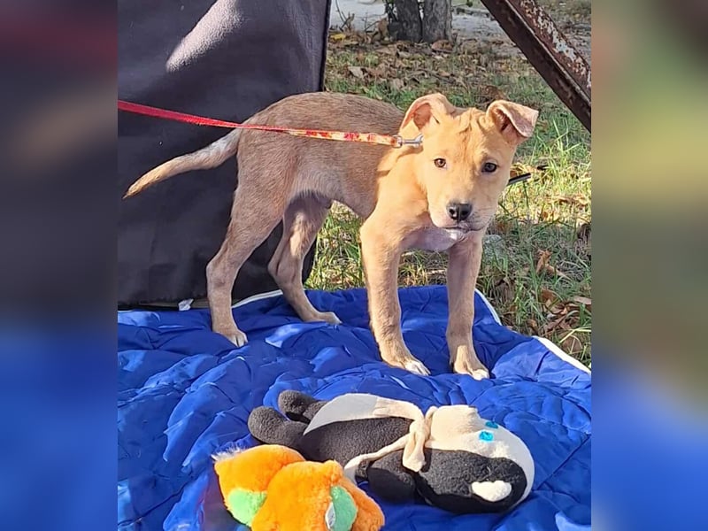 Der aktive, liebe Momoa sucht ein Zuhause ! Der aktive, liebe Momoa sucht ein Zuhause !