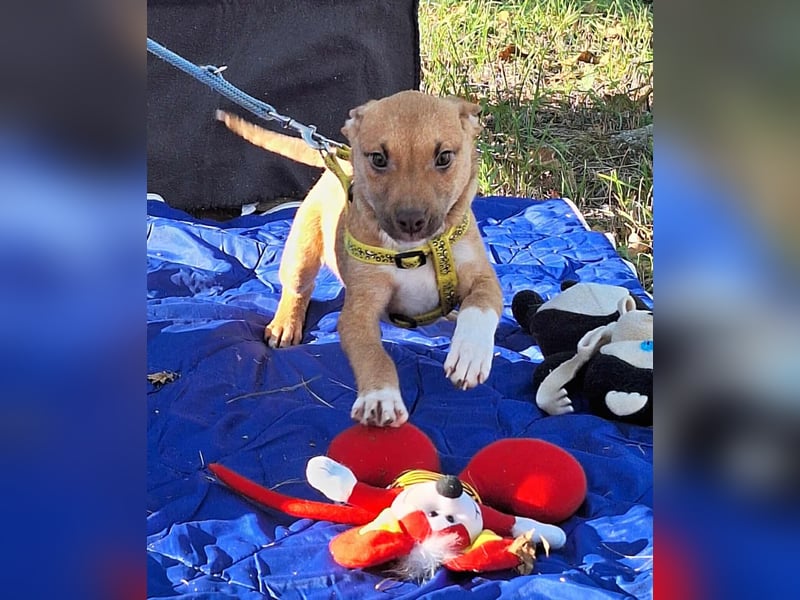 Der liebe, sanfte Robin sucht ein Zuhause !