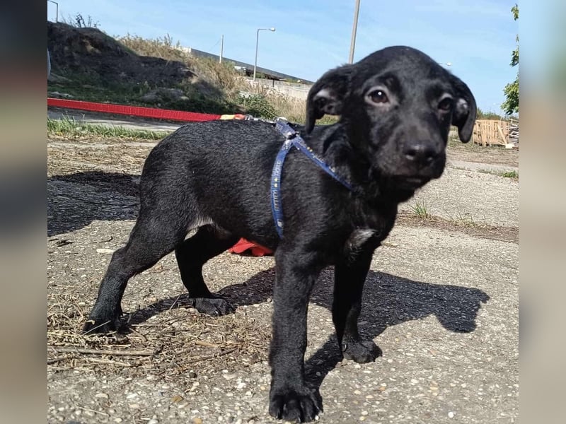 Sonnenschein Mira sucht ein Zuhause !