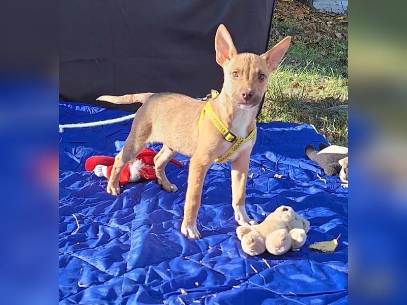 Der liebe, sanfte Robin sucht ein Zuhause !