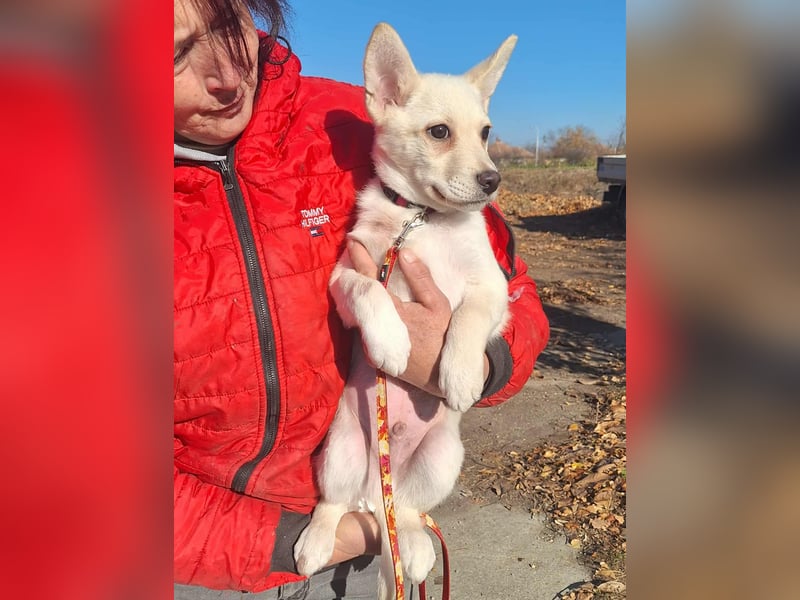 Der liebe Milo würde gerne ihr Begleiter werden !