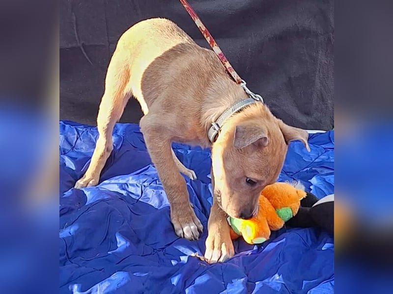 Der aktive, liebe Momoa sucht ein Zuhause ! Der aktive, liebe Momoa sucht ein Zuhause !