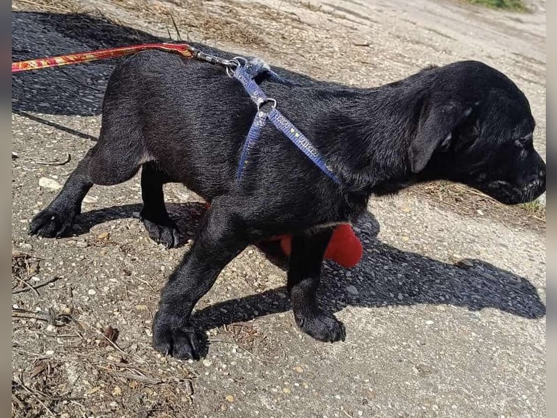 Sonnenschein Mira sucht ein Zuhause !