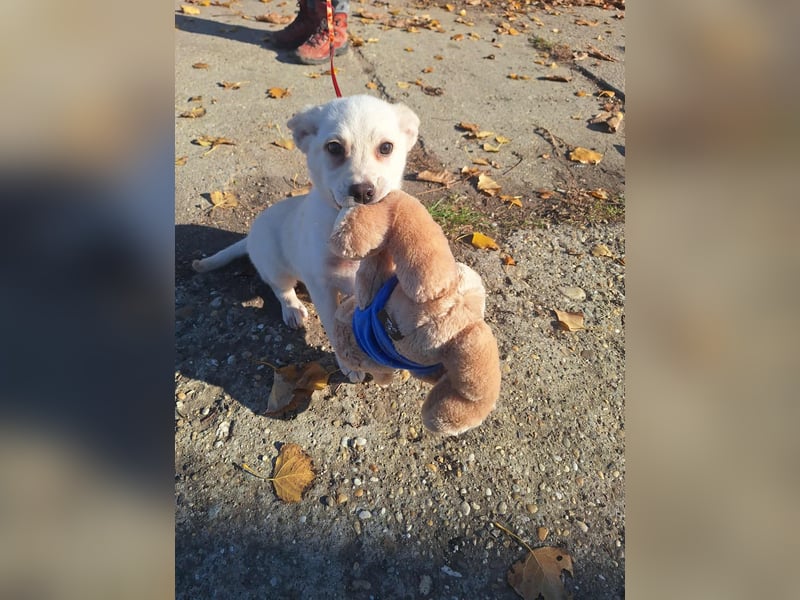 Der liebe Milo würde gerne ihr Begleiter werden !