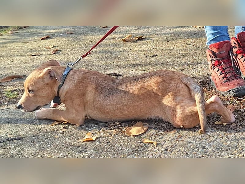 Der aktive, liebe Momoa sucht ein Zuhause ! Der aktive, liebe Momoa sucht ein Zuhause !