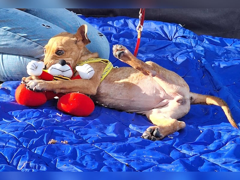 Die liebe, fröhliche Gita sucht ein Zuhause ! Die liebe, fröhliche Gita sucht ein Zuhause !