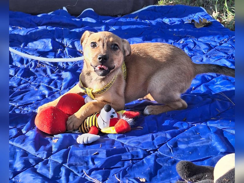 Linett ist liebm fröhlich und neugierig ! Linett ist liebm fröhlich und neugierig !