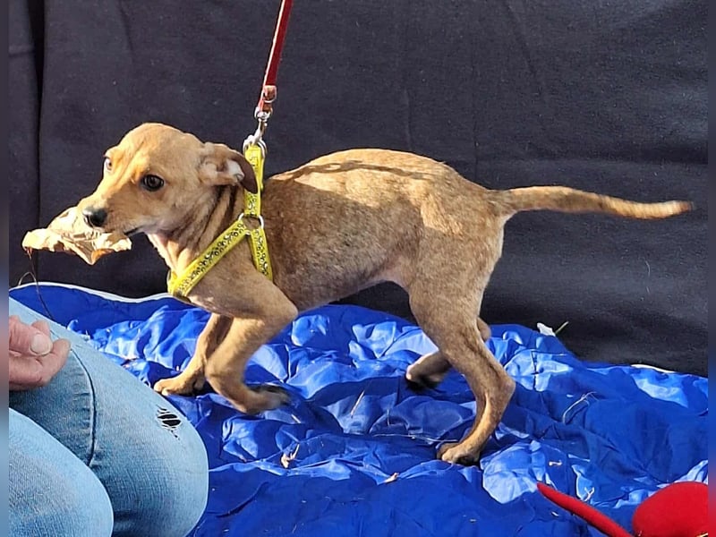 Die liebe, fröhliche Gita sucht ein Zuhause ! Die liebe, fröhliche Gita sucht ein Zuhause !