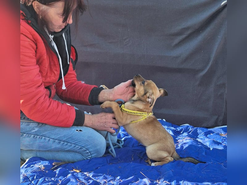 Linett ist liebm fröhlich und neugierig ! Linett ist liebm fröhlich und neugierig !