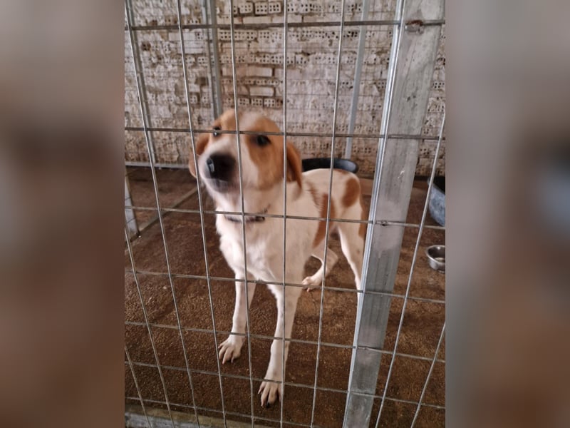 Dalia: agile Junghündin sucht Körbchen