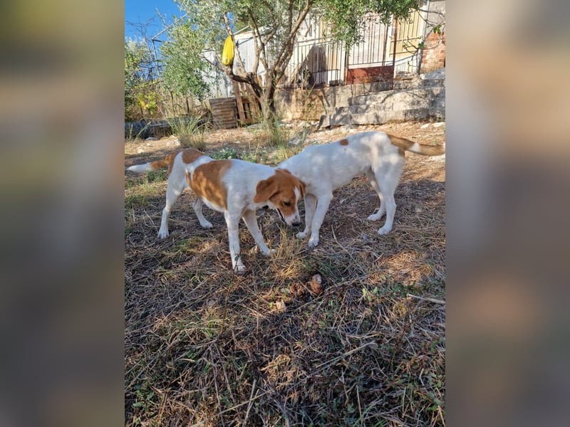 Dalia: agile Junghündin sucht Körbchen