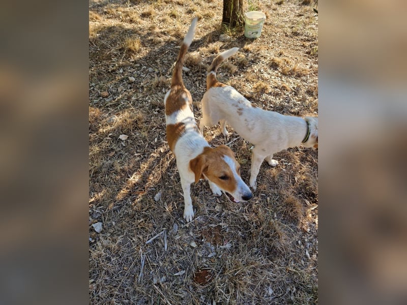 Dalia: agile Junghündin sucht Körbchen