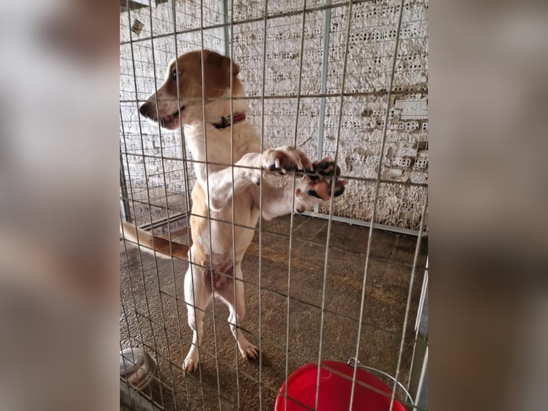 Dalia: agile Junghündin sucht Körbchen