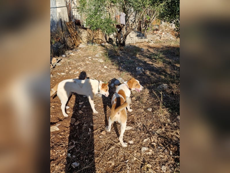 Dalia: agile Junghündin sucht Körbchen