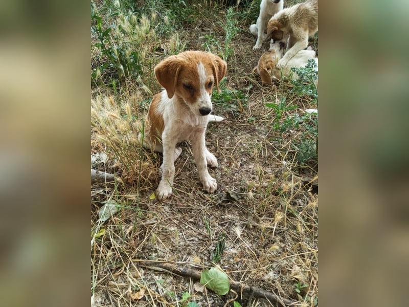 Dalia: agile Junghündin sucht Körbchen