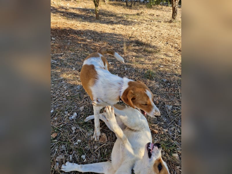 Dalia: agile Junghündin sucht Körbchen