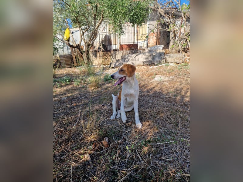 Dalia: agile Junghündin sucht Körbchen