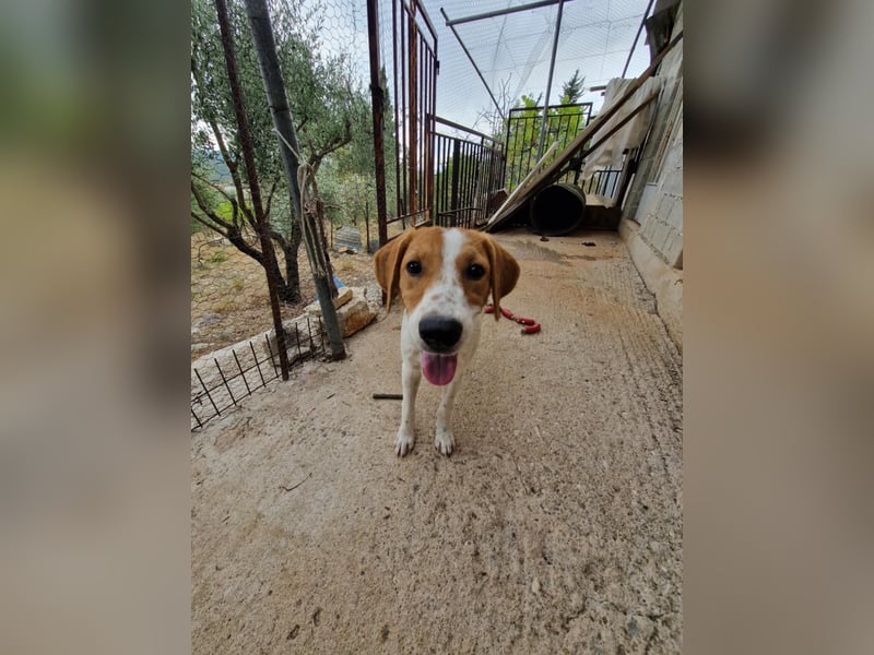 Dalia: agile Junghündin sucht Körbchen