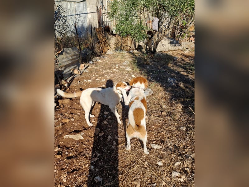 Dalia: agile Junghündin sucht Körbchen