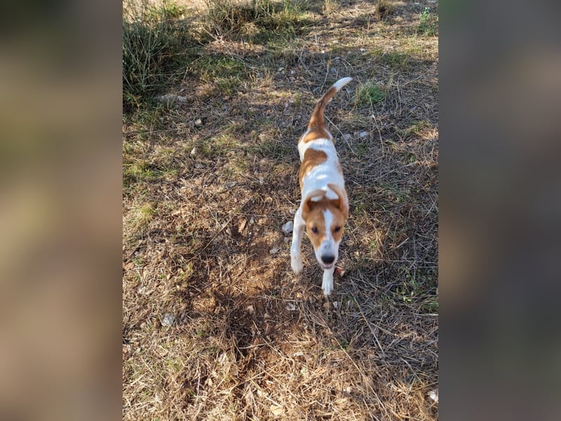 Dalia: agile Junghündin sucht Körbchen