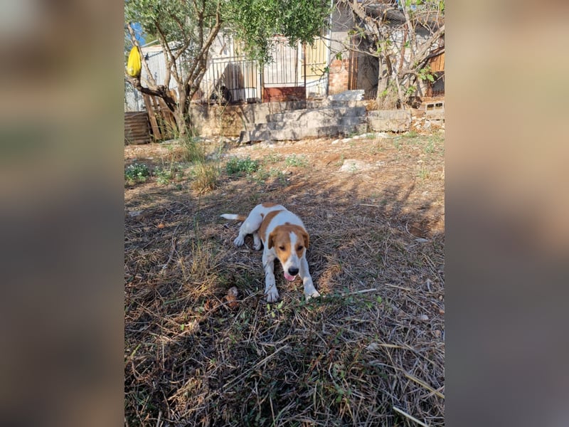 Dalia: agile Junghündin sucht Körbchen