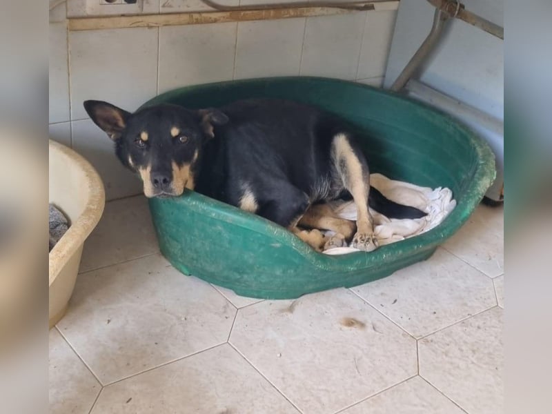 liebster Pedro sucht sein Zuhause für Immer