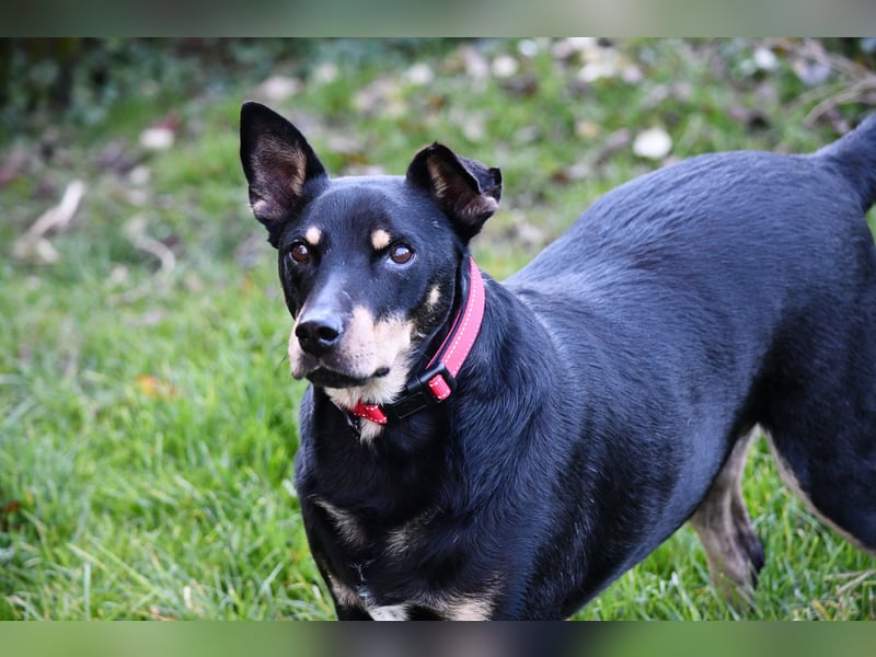 liebster Pedro sucht sein Zuhause für Immer