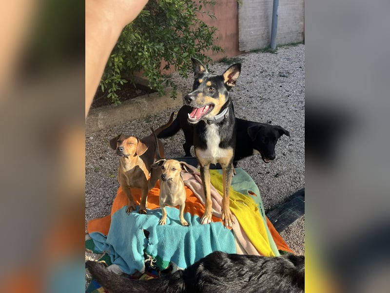 cleverer Astor sucht sein Glück